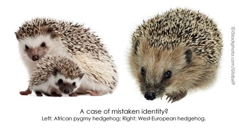 wild african pygmy hedgehog