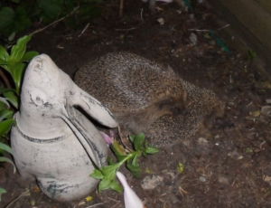 Breeding hedgehogs, photo by Steve Burke from Dorset