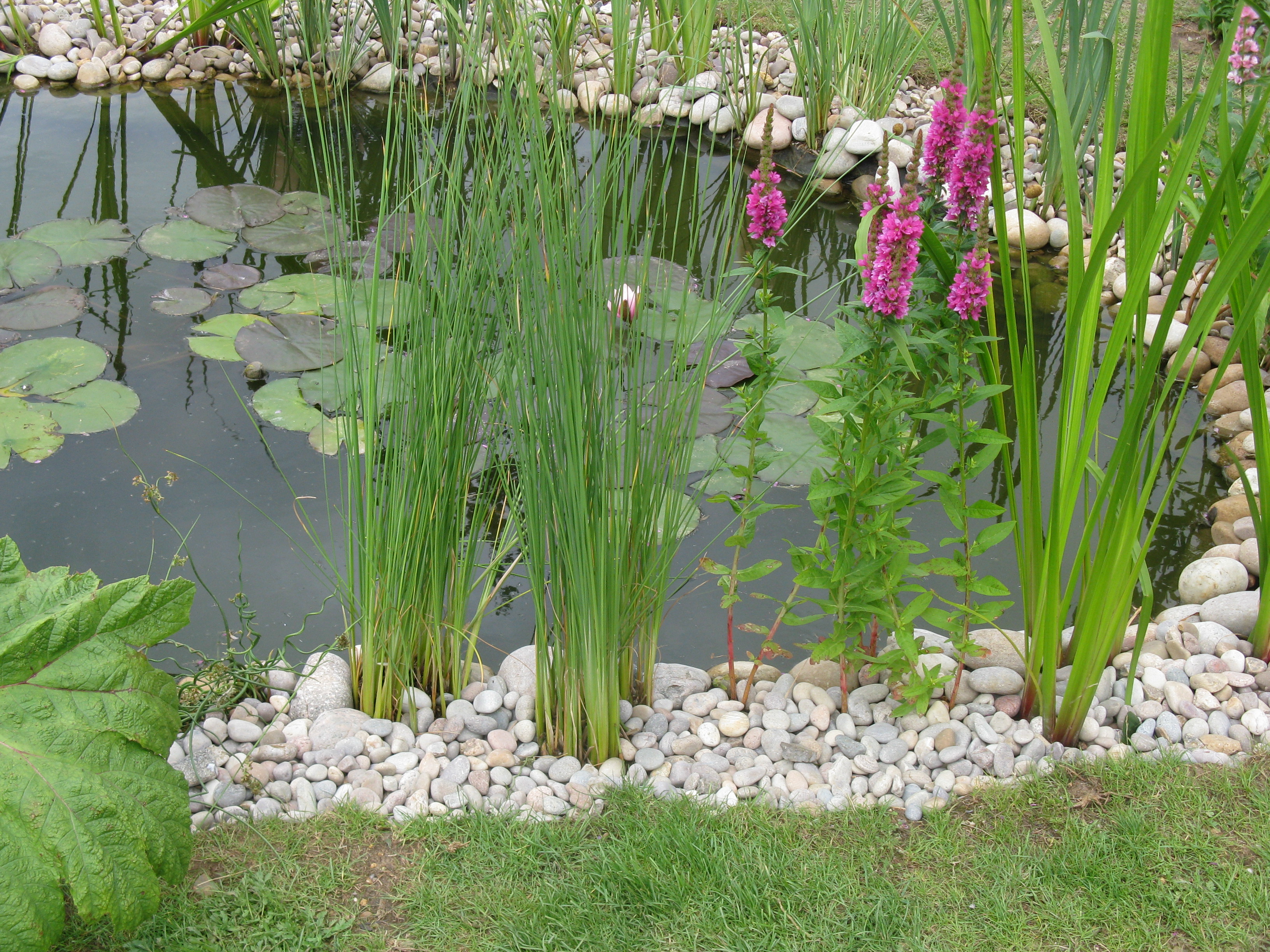 Pond plant. Биоплато Осока. Осока растение для пруда. Ирисы биоплато. Многолетники гидрофиты.