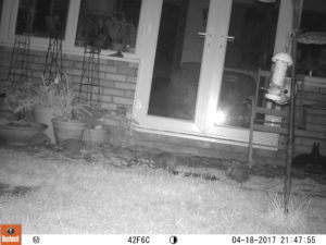 Four. Hedgehogs. 19.04.17