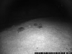 11-12. 05.17. up to 4 hedgehogs,2 fight (25)