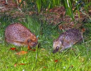 hogs grunting  may 17