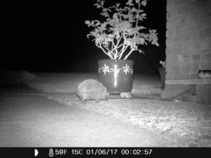 01Jun17 2 Hedgehogs 00.03hrs