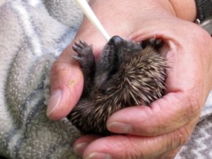 baby hedgie