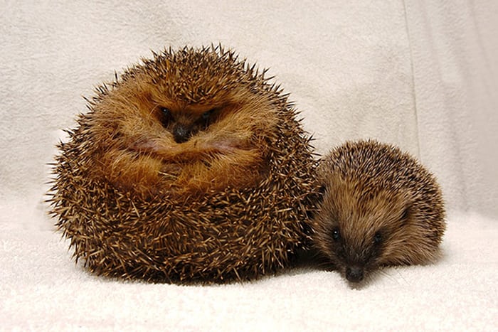 what-does-a-500g-hog-look-like-hedgehog-street