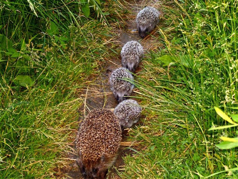 Hedgehogs After Dark: Nursing and hoglet interaction - Hedgehog Street