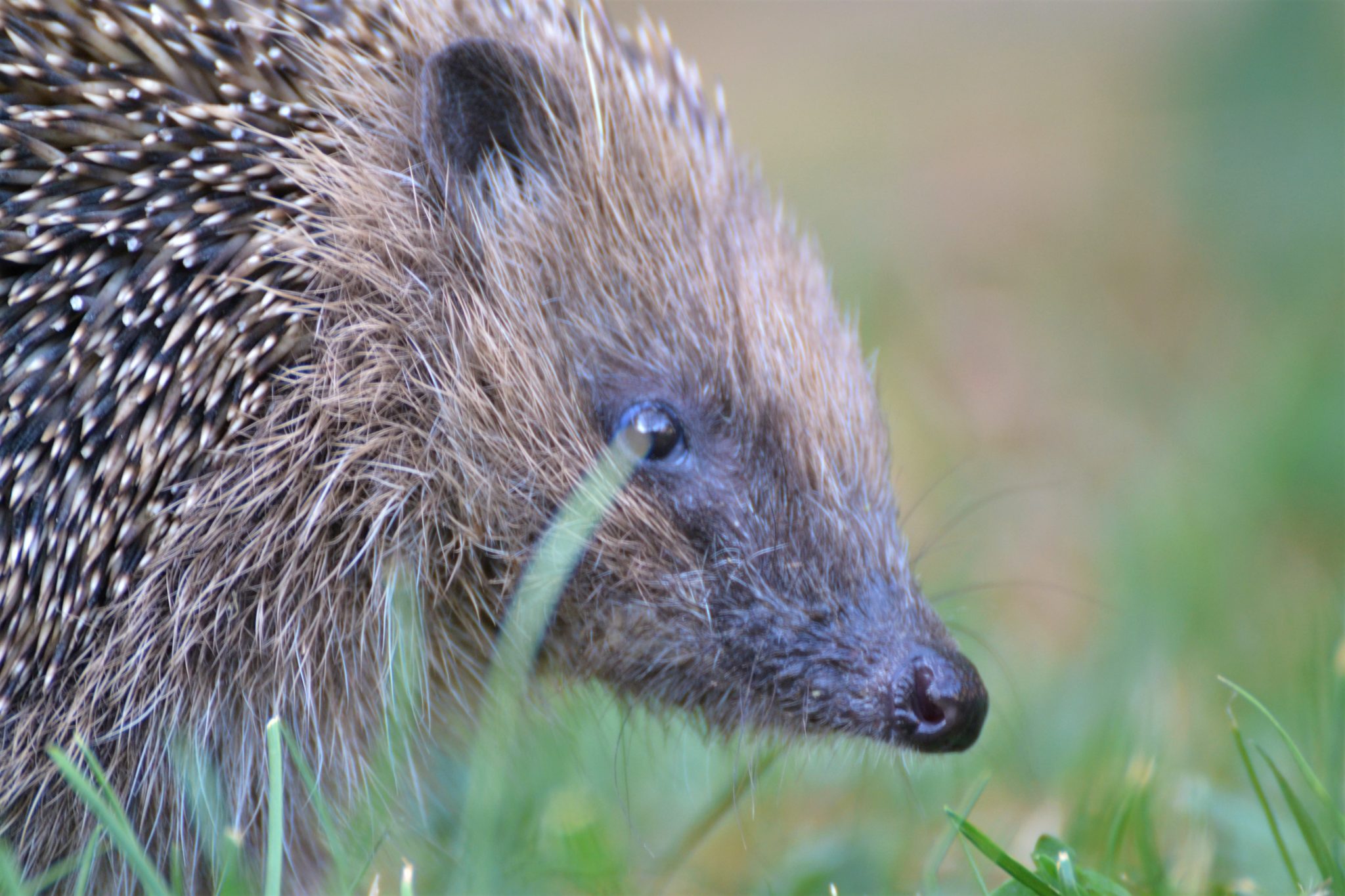 It's National Hedgehog Day! Hedgehog Street