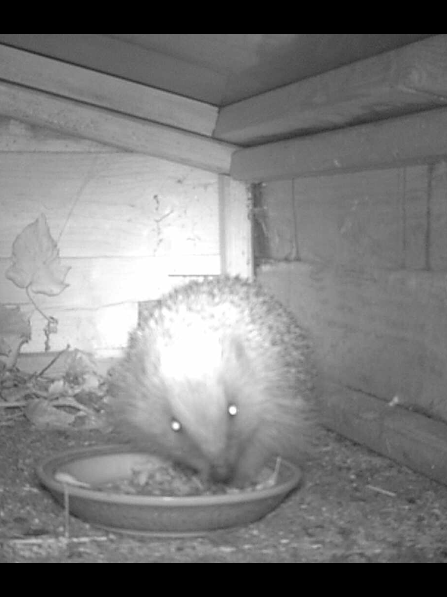 Flies around hedgehog box - Hedgehog Street