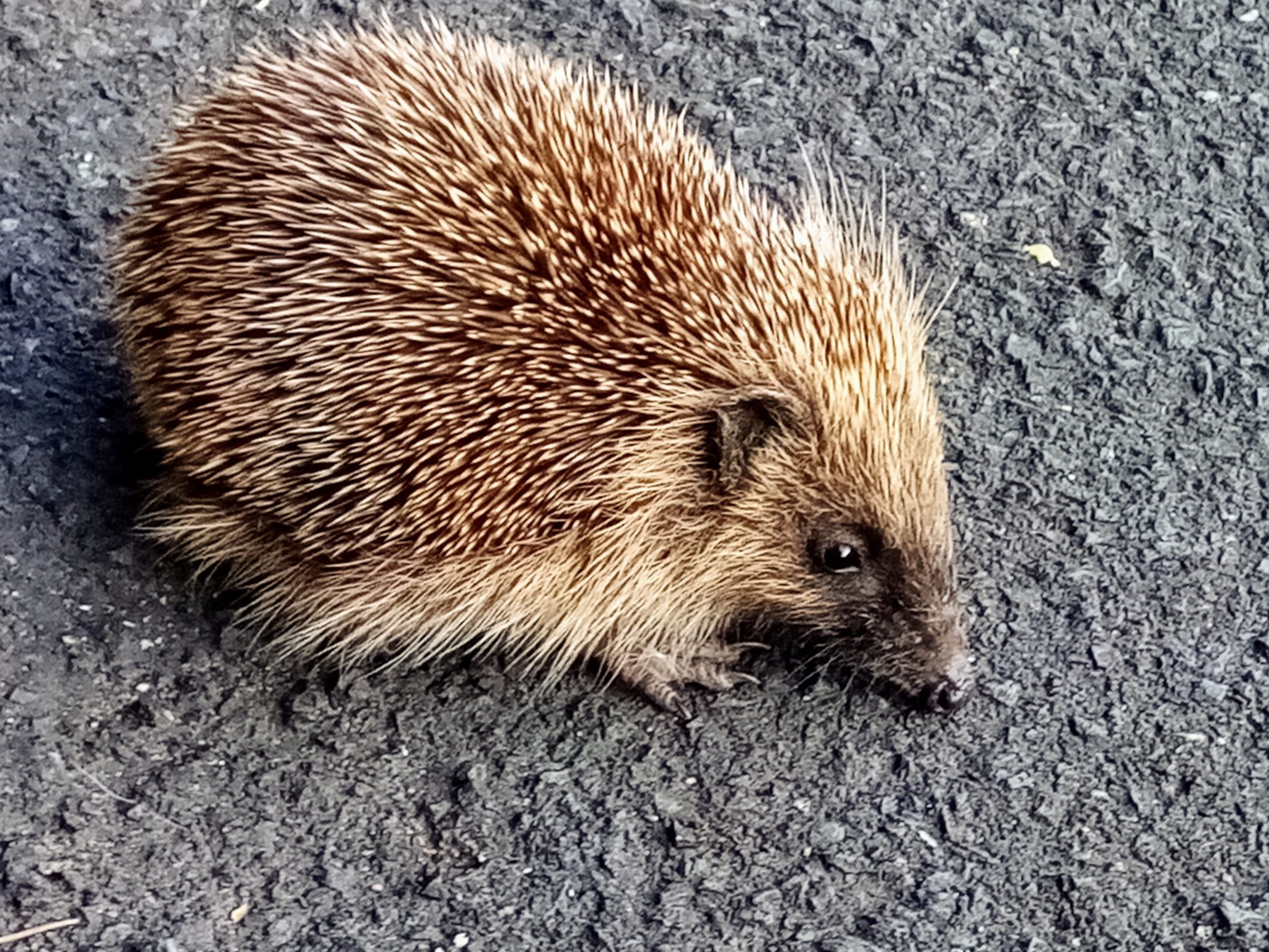 Hedgehog road signs - Hedgehog Street