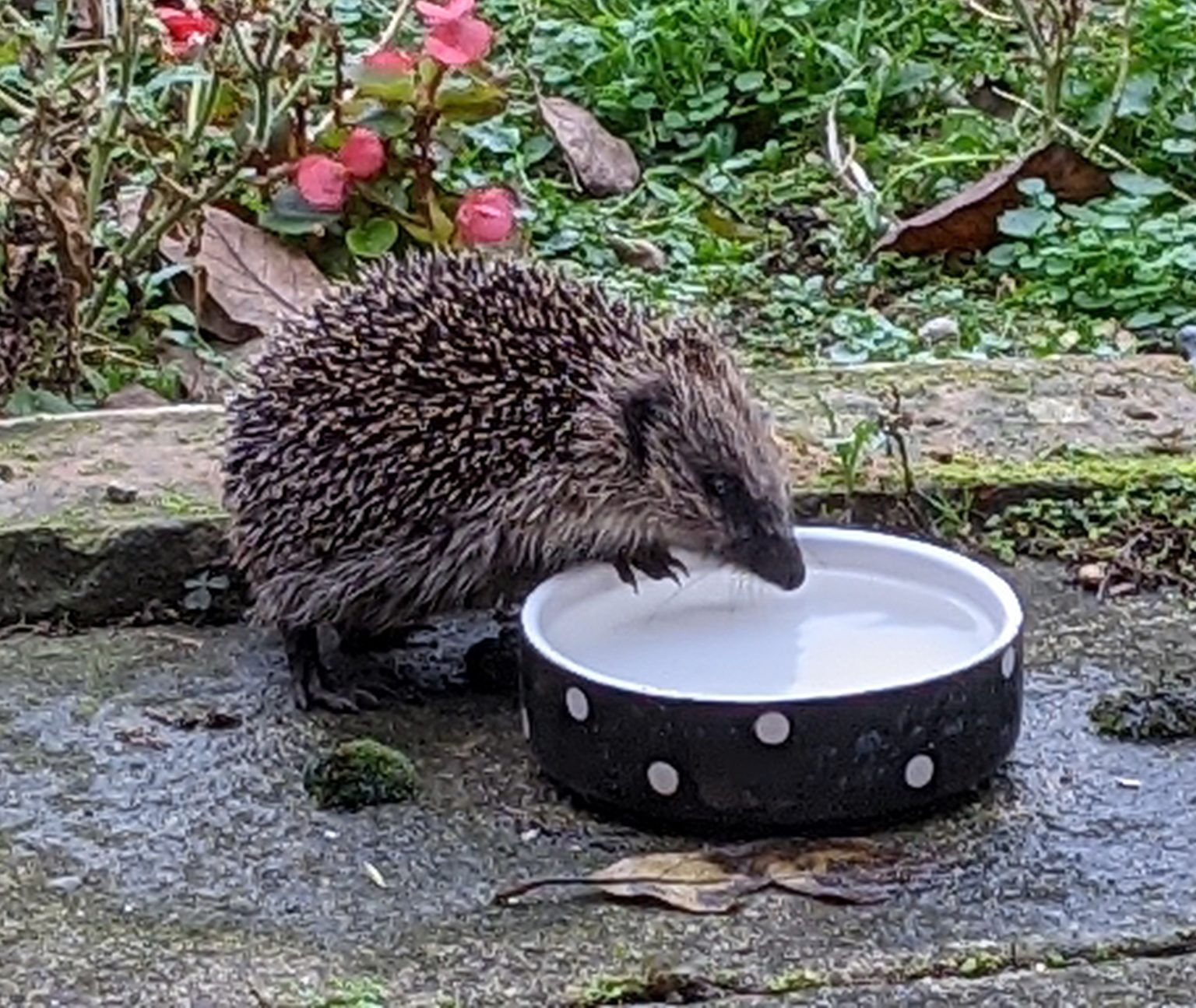 Feeding hedgehogs - Hedgehog Street