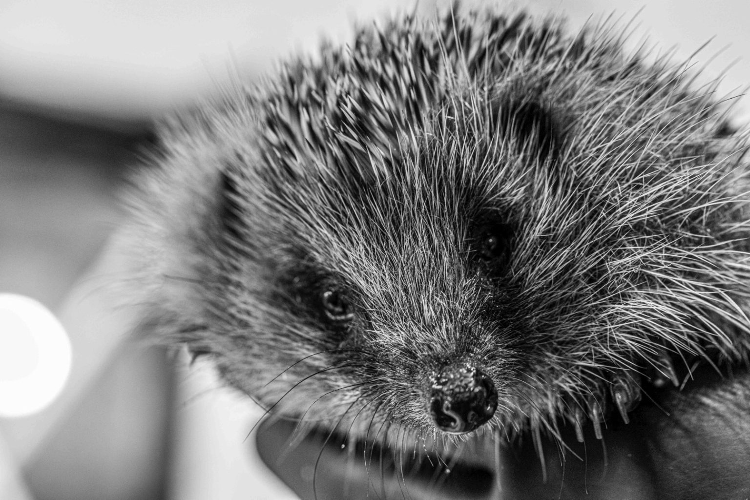 Hedgehog drawing class - Hedgehog Street