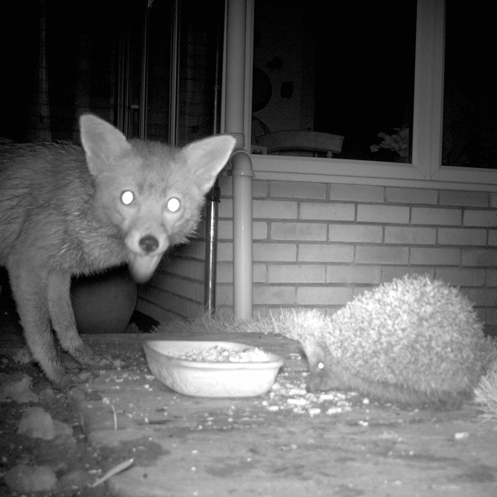 Linda Knight hedgehog and fox square - Hedgehog Street