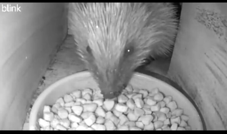 Screenshot 20240327 095002 Video Player - Hedgehog Street