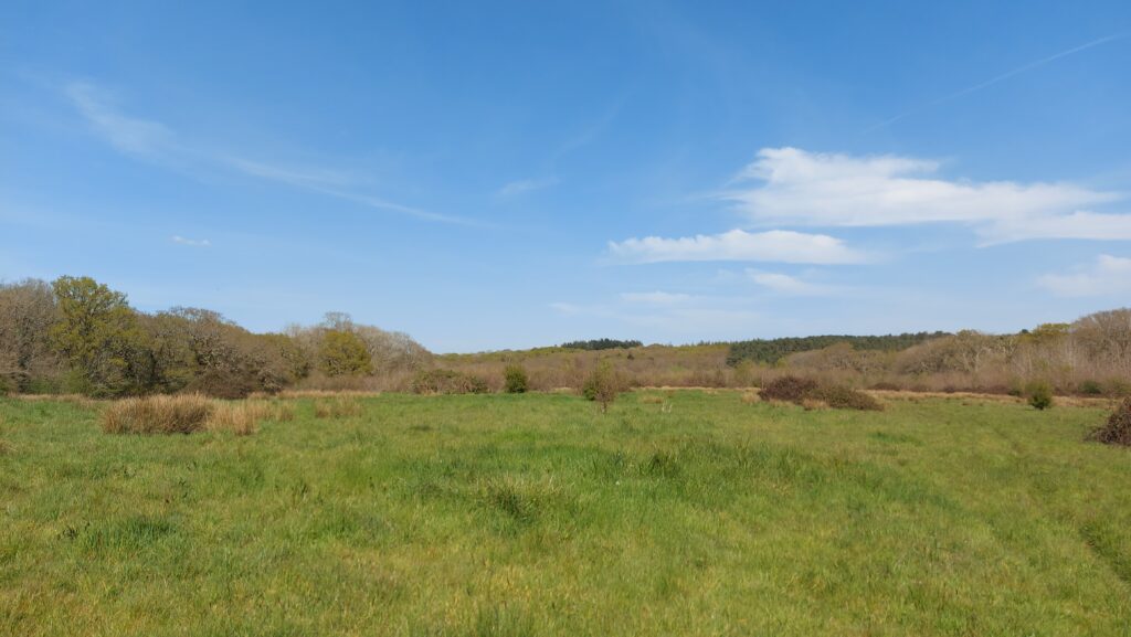 Permanent pasture at Briddlesford Woods Nature Reserve on the Isle of Wight, owned and managed by PTES